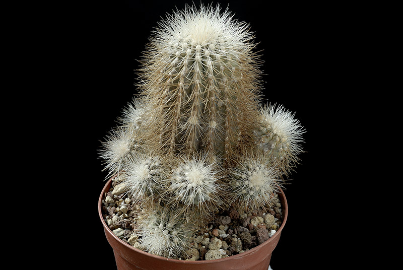 Copiapoa Krainziana v. scopulina D. 15 € 110.00.jpg